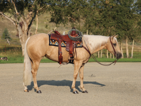 HorseID: 2307654 KING LOVIN HOLLY - PhotoID: 1091617