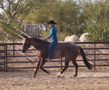 HorseID: 2307656 PHOENIX - PhotoID: 1091623