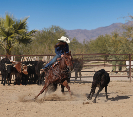 HorseID: 2307656 PHOENIX - PhotoID: 1091624