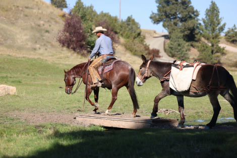 HorseID: 2307656 PHOENIX - PhotoID: 1091625