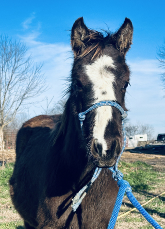 HorseID: 2307657 ICE SEE SPEEDO - PhotoID: 1091626