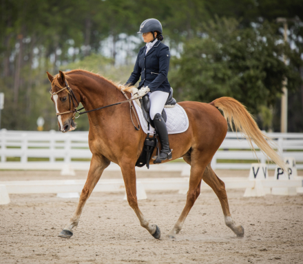 HorseID: 2307660 Forbes - PhotoID: 1091651