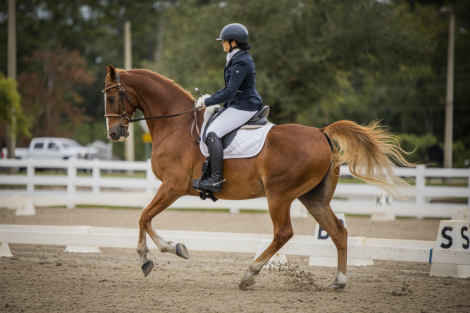 HorseID: 2307660 Forbes - PhotoID: 1091652