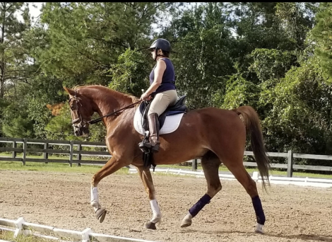 HorseID: 2307660 Forbes - PhotoID: 1091653