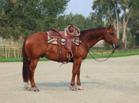 HorseID: 2307661 JUSTASHARPSHOOTER - PhotoID: 1091627