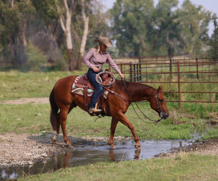 HorseID: 2307661 JUSTASHARPSHOOTER - PhotoID: 1091628