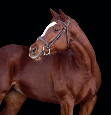 HorseID: 2307663 Xena - PhotoID: 1091631