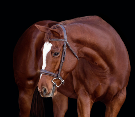 HorseID: 2307663 Xena - PhotoID: 1091632