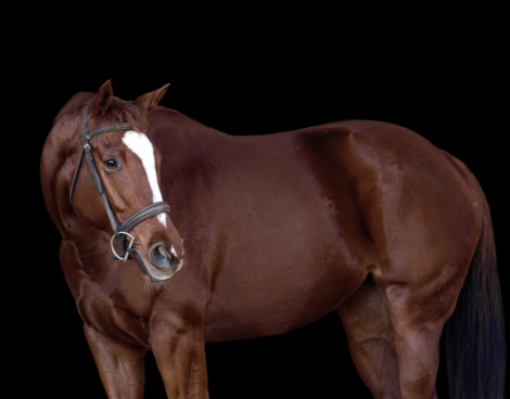 HorseID: 2307663 Xena - PhotoID: 1091633