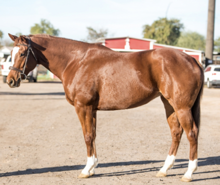 HorseID: 2307663 Xena - PhotoID: 1091634