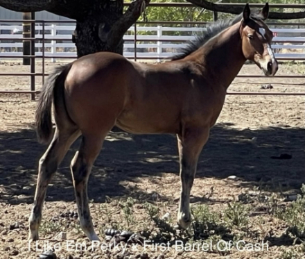 HorseID: 2307664 TO HONOR AND SERVE - PhotoID: 1091677