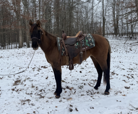 HorseID: 2307667 BLR POCO SWEET IRON - PhotoID: 1091637