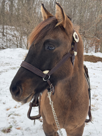 HorseID: 2307667 BLR POCO SWEET IRON - PhotoID: 1091638