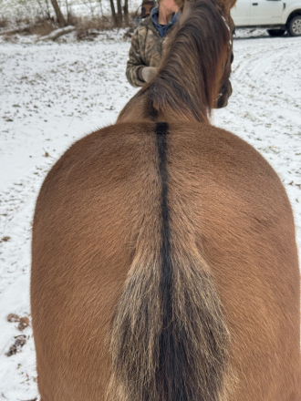 HorseID: 2307667 BLR POCO SWEET IRON - PhotoID: 1091639