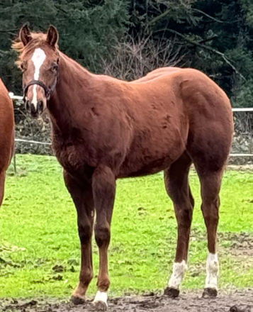 HorseID: 2307668 Kiss En Secret - PhotoID: 1091640