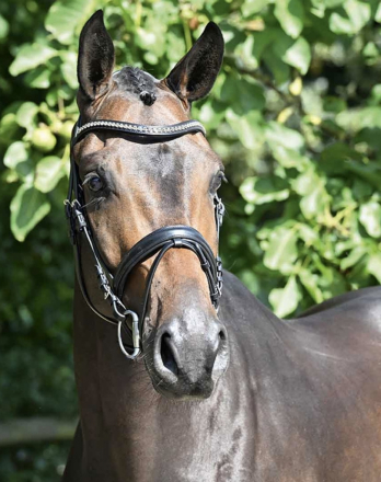 HorseID: 2307671 Verano - PhotoID: 1091641