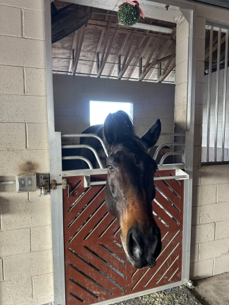 HorseID: 2307671 Verano - PhotoID: 1091644