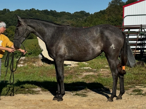 HorseID: 2307672 Gitana AE - PhotoID: 1091666