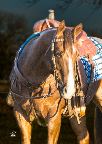 HorseID: 2307681 Boons Stylish Pepto - PhotoID: 1091645