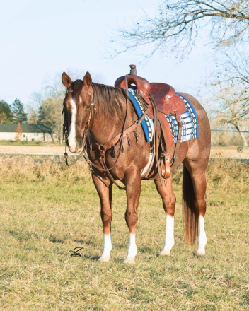 HorseID: 2307681 Boons Stylish Pepto - PhotoID: 1091647