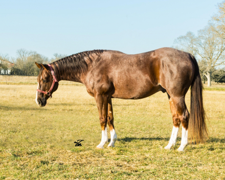 HorseID: 2307681 Boons Stylish Pepto - PhotoID: 1091648
