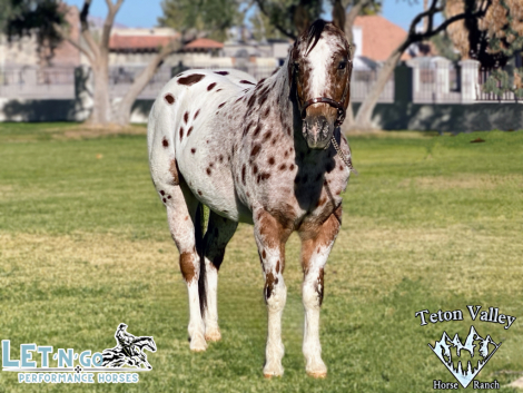 HorseID: 2307686 Spot The Dot Dot Com - PhotoID: 1091654