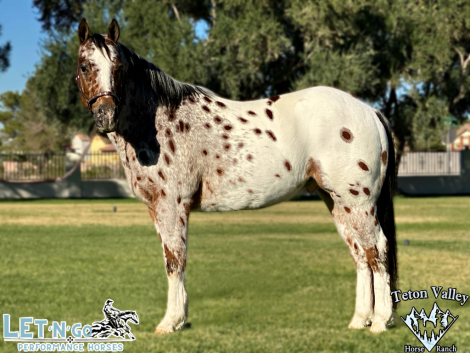 HorseID: 2307686 Spot The Dot Dot Com - PhotoID: 1091655