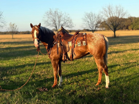 HorseID: 2307687 Woodrow - PhotoID: 1091658