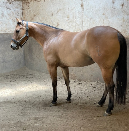 HorseID: 2307690 SHOOTIN FIVEFIVESIX - PhotoID: 1091664