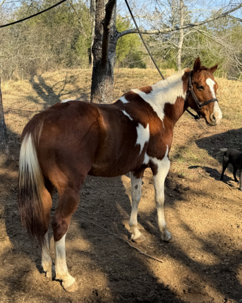HorseID: 2307701 Delilah - PhotoID: 1091668