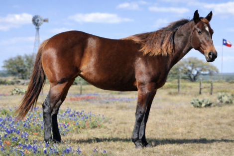 HorseID: 2307703 FATEOFTHEUNION - PhotoID: 1091671