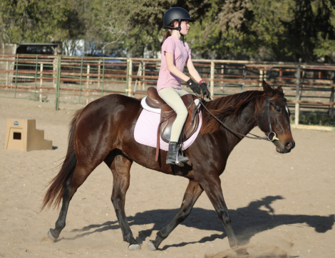 HorseID: 2307703 FATEOFTHEUNION - PhotoID: 1091674