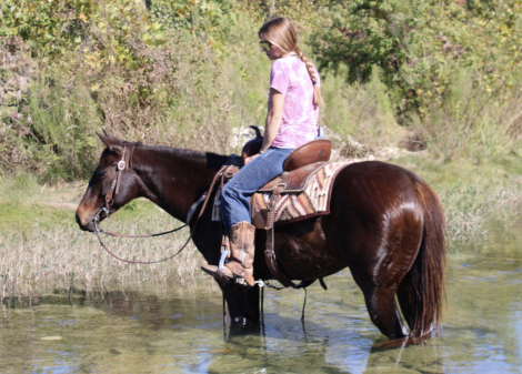 HorseID: 2307703 FATEOFTHEUNION - PhotoID: 1091675