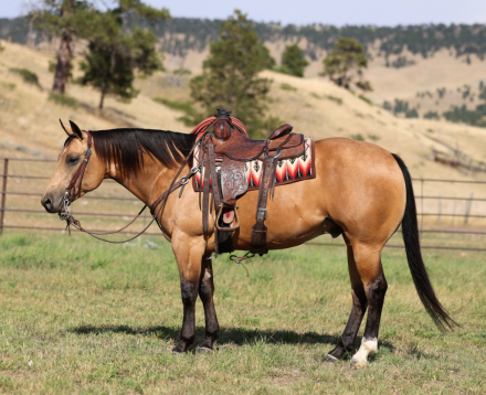 HorseID: 2307705 NietaBoomNShine - PhotoID: 1091678