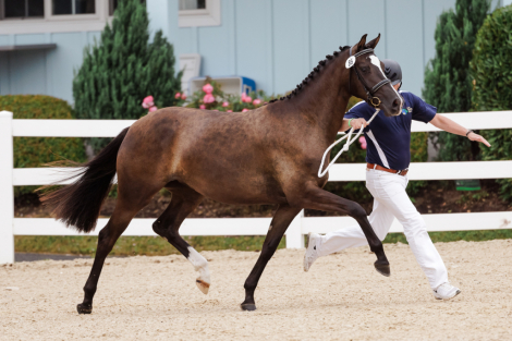 HorseID: 2307706 Symfonie MAB - PhotoID: 1091686