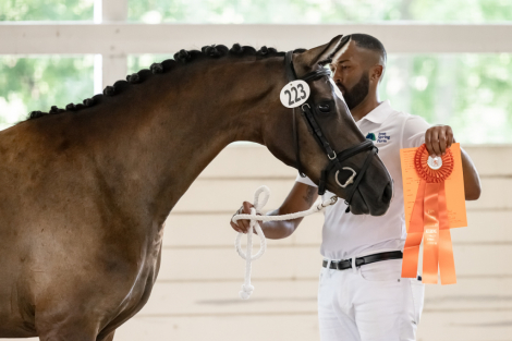 HorseID: 2307706 Symfonie MAB - PhotoID: 1091687