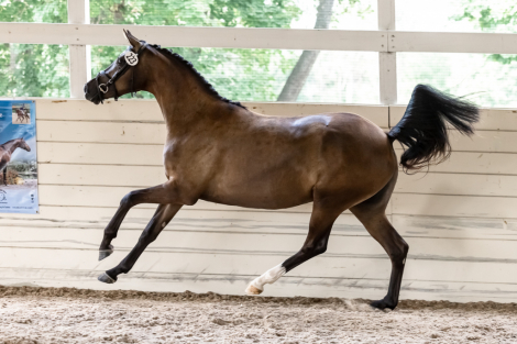 HorseID: 2307706 Symfonie MAB - PhotoID: 1091688