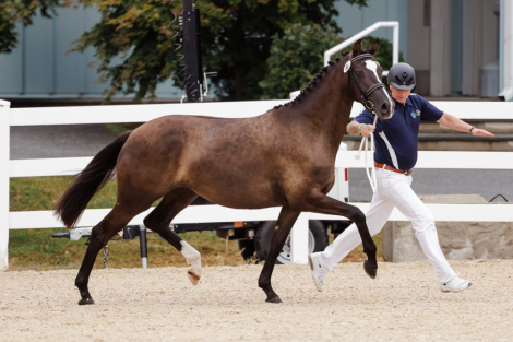 HorseID: 2307706 Symfonie MAB - PhotoID: 1091689