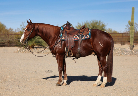 HorseID: 2307707 RBR SMART N FLO - PhotoID: 1091682