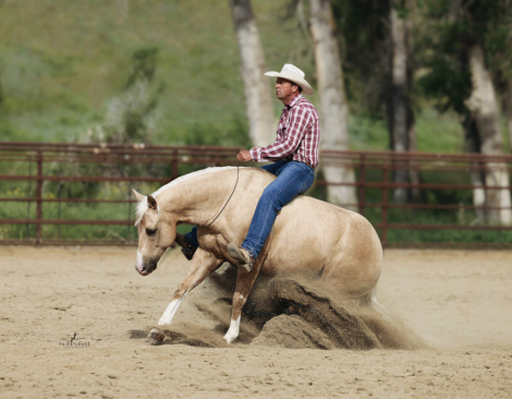 HorseID: 2307708 AS SMOOTH AS ICE - PhotoID: 1091692