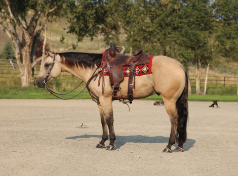 HorseID: 2307709 JUSTASHINING SMART - PhotoID: 1091694