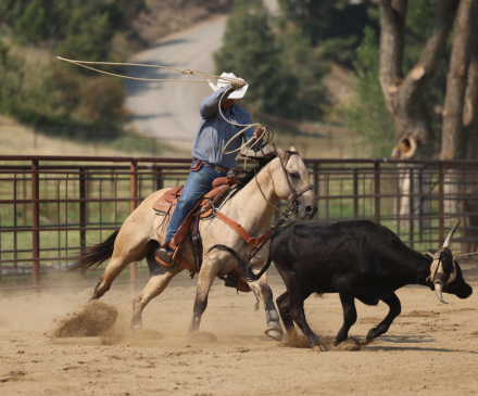 HorseID: 2307709 JUSTASHINING SMART - PhotoID: 1091696