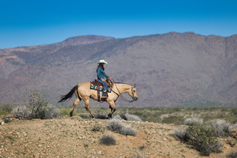 HorseID: 2307709 JUSTASHINING SMART - PhotoID: 1091697