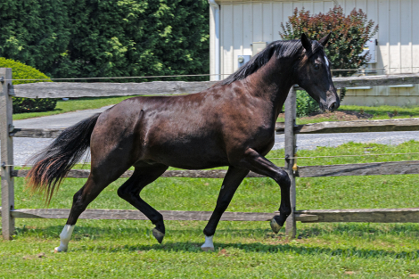 HorseID: 2307710 Tuxedo ISF - PhotoID: 1091698