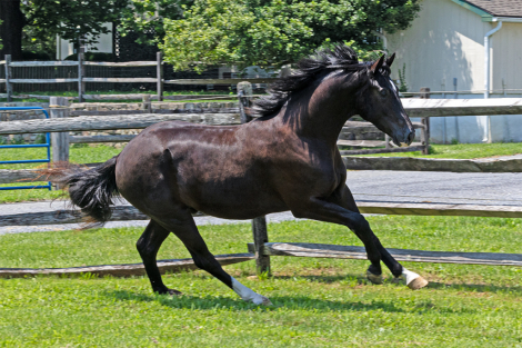 HorseID: 2307710 Tuxedo ISF - PhotoID: 1091699