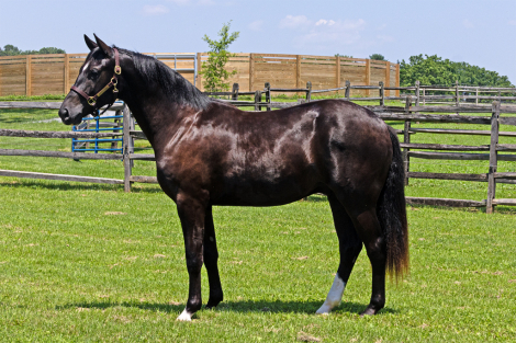 HorseID: 2307710 Tuxedo ISF - PhotoID: 1091700