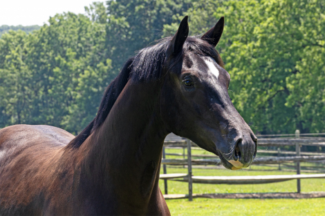 HorseID: 2307710 Tuxedo ISF - PhotoID: 1091701