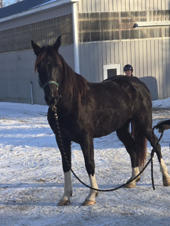 HorseID: 2307711 Cash - PhotoID: 1091702