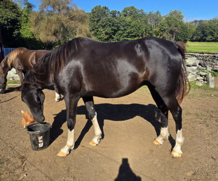 HorseID: 2307711 Cash - PhotoID: 1091703