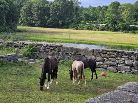 HorseID: 2307711 Cash - PhotoID: 1091704